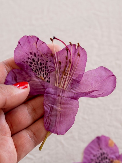 Une fois pressée, la fleur révèle une facette tout à fait différente, mais tout aussi belle.