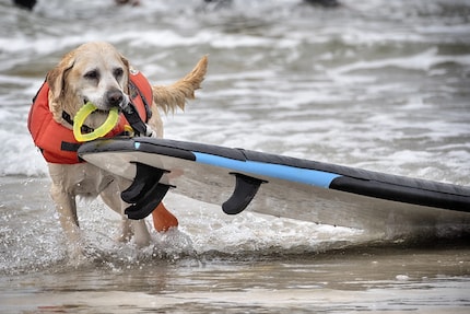 Charlie came second and narrowly missed out on the win.
