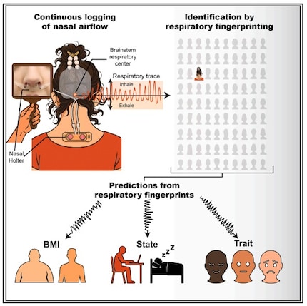 La respiration nasale est mesurée sur 24 heures afin d'enregistrer la signature respiratoire individuelle. Celle-ci permet de tirer des conclusions sur l'IMC, l'état psychologique et l'état de sommeil ou d'éveil.