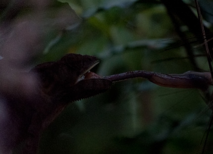 Way too dark: shot in the shade with 1/640 second exposure time