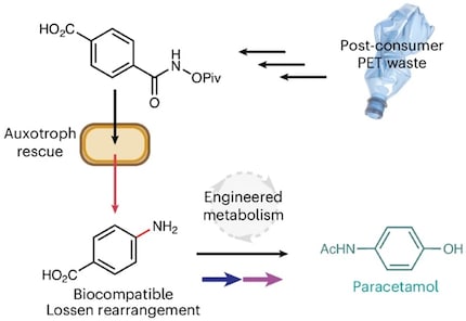 C'est ainsi que les scientifiques transforment progressivement les déchets de PET en paracétamol via des réactions biochimiques dans des bactéries.