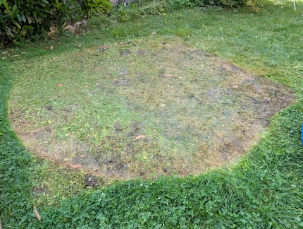After just one week, this was the state of our lawn. It smelled just as bad as it looked.