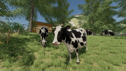 LS : Les vaches sont toujours heureuses. Elles ne peuvent pas faire autrement.