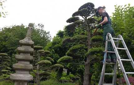 Il faut jusqu'à deux heures au jardinier pour chaque pin noir - et ce plusieurs fois par an.