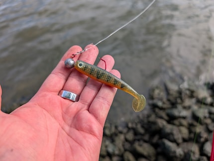 Le poisson élastique doit imiter une vraie proie.
