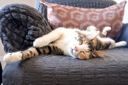 Les chats sont-ils vraiment des dormeurs gauchers ? Et pourquoi ? C'est ce que les chercheurs veulent découvrir.