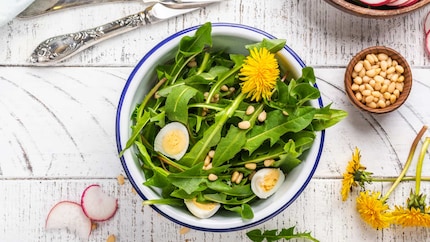 Yum, dandelions!