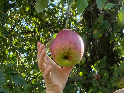 Le premier pas vers sa propre compote de pommes.