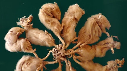 Rat king from Dellfeld in the Strasbourg Zoological Museum, found in 1895. Gross.