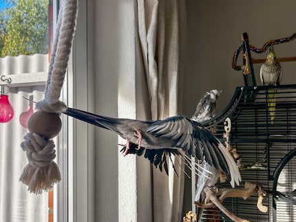 Rio’s taking off – and spreading plumage dust through the air.