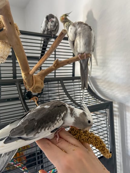 A chatter of four. Finni’s eating millet out of my hand, Cookie and Rio are cleaning themselves and Pebbles is yawning.
