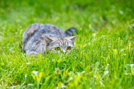 Do Henry’s pockets help cats while hunting? It’s scientifically proven, but there are indications that they do.