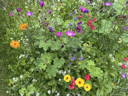 Cette année, les fleurs de ma prairie proviennent principalement de graines achetées. L’année prochaine, je prévois de récolter mes propres graines.