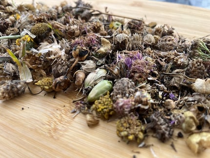 Ma récolte est impressionnante : œillet rouge, lotier corniculé, chicorée, vipérine, marguerite, etc.