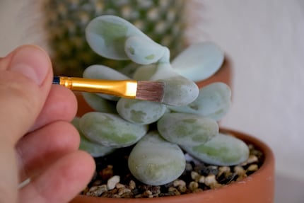 Ce que j’enlève par erreur ici sur le Pachyphytum oviferum n’est pas de la poussière, mais de la cire épicuticulaire.