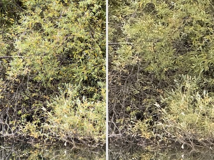 Heavily magnified RAW crops at the same distance from the subject: the iPhone 17 Pro’s (left) 4x telephoto camera delivers more details, despite having a shorter focal length than the iPhone 16 Pro’s (right) 5x telephoto camera.
